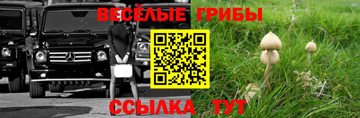 Старая Купавна  Псилоцибиновые грибы Cubensis  Вход с VPN  Галлюциногенные грибы MAGIC MUSHROOMS 